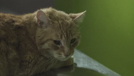 footage in a veterinary clinic