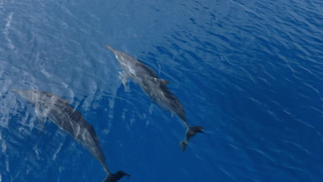 delfines nadando en la proa del barco en aguas azules claras tropicales, cámara lenta