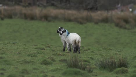 Zwei-Lämmer-Auf-Der-Grünen-Weide-Im-Hochland-Von-Irland