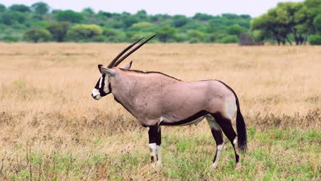 gemsbok standing on savannah in central kalahari game reserve, botswana, south africa