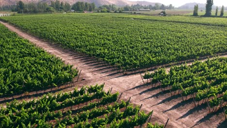 Luftaufnahme-über-Gesunden-Weinbergen-Im-Maipo-Tal-Mit-Dazwischen-Verlaufenden-Gleisen