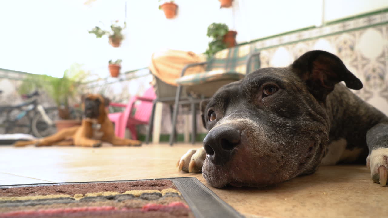 Dogs laying on a tiled porch