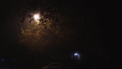 a shot of a horse chesnut tree and a lamppost in a street at a foggy night