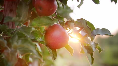 Close up of apples in sun