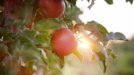 close up of apples in sun