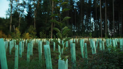 close up shot of a young tree growing near other young trees in a renaturation field