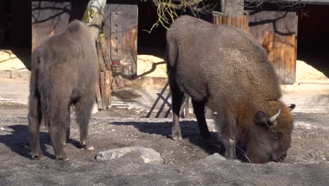 búfalos comiendo del suelo en el entorno del zoológico