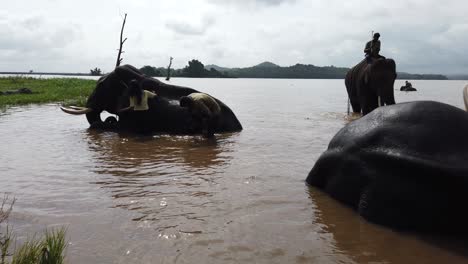 elephants bathing in a river in kerala, india