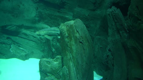 Pariser-Aquarium,-Paris,-Frankreich,-Der-Zebrahai-Ist-Eine-Teppichhaiart,-Die-Im-Gesamten-Tropischen-Indopazifik-Vorkommt-Und-Sich-In-Korallenriffen-Und-Sandebenen-Bis-Zu-Einer-Tiefe-Von-62-M-1-Aufhält