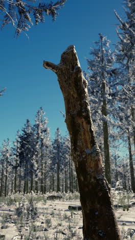 snowy forest with dead tree