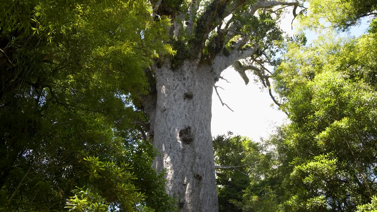 Oppovervendt bilde av en massiv, gigantisk kauritrekrone, også kjent som Agathis australis eller Tane Mahuta, i naturlig sollys, New Zealand