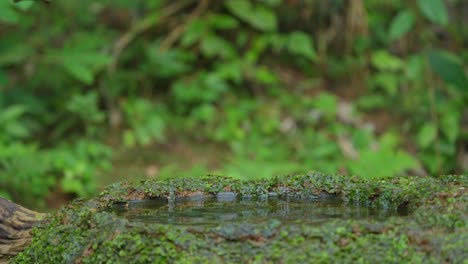 Un-Pájaro-Martín-Pescador-De-Orejas-Azules-Estaba-Cazando-Peces-Y-Se-Sumergió-En-Un-Charco-De-Agua