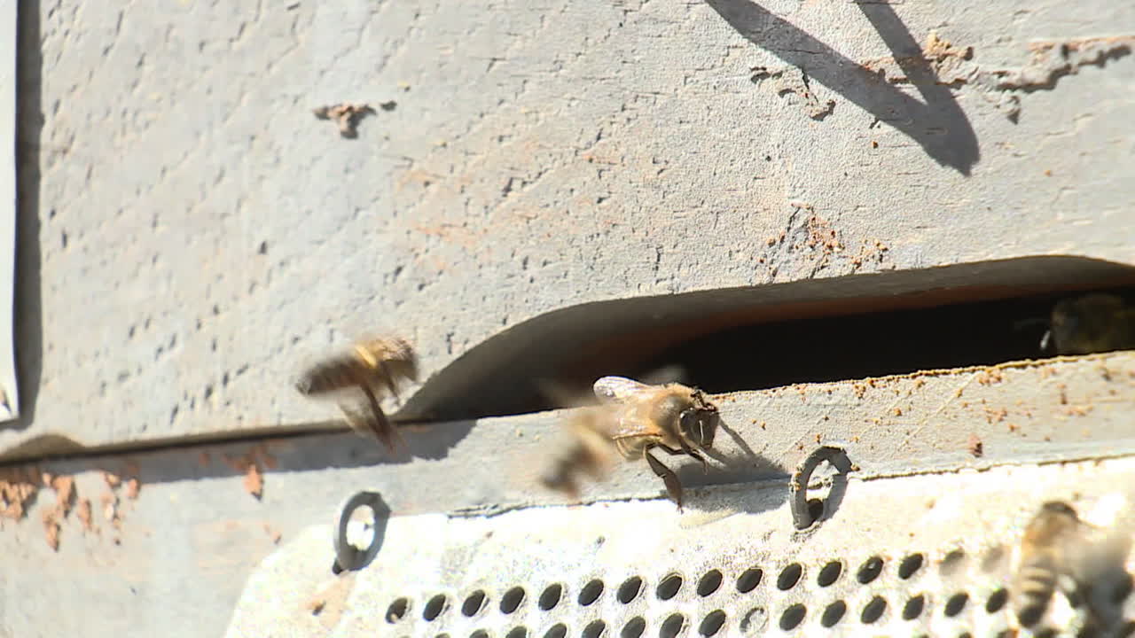 Bees at a beehive entrance