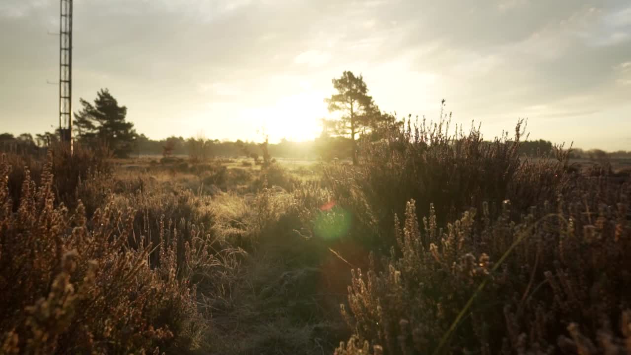 숲 위 의 해가 뜨는 것