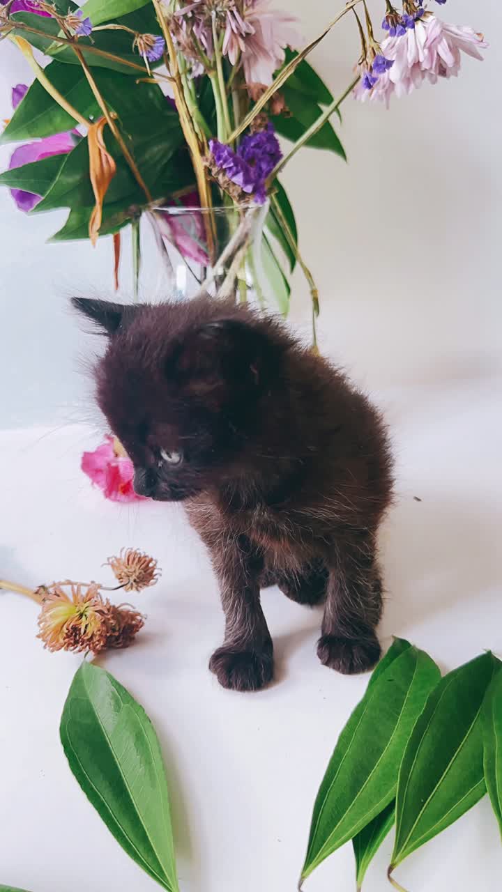 gatito negro con flores y plantas
