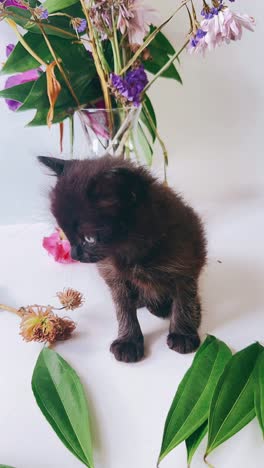 black kitten with flowers and plants