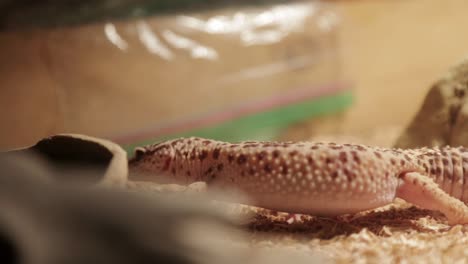 un gecko leopardo camina en su recinto