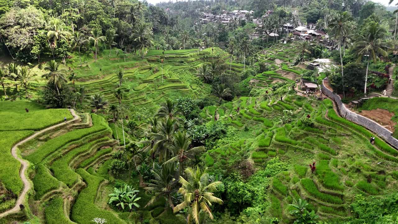 Aerial view of the lush Tegalalang Rice Terraces in Bali, Indonesia, surrounded by tropical forest and palm trees, showcasing traditional Balinese farming and the ancient subak irrigation system