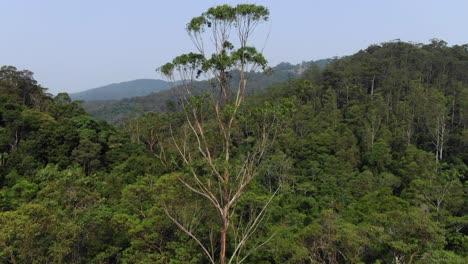 Drone-flying-towards-tree-shaking-in-the-wind,-Springbrook-National-Park-in-Currumbin-Valley,-Queensland-in-Australia