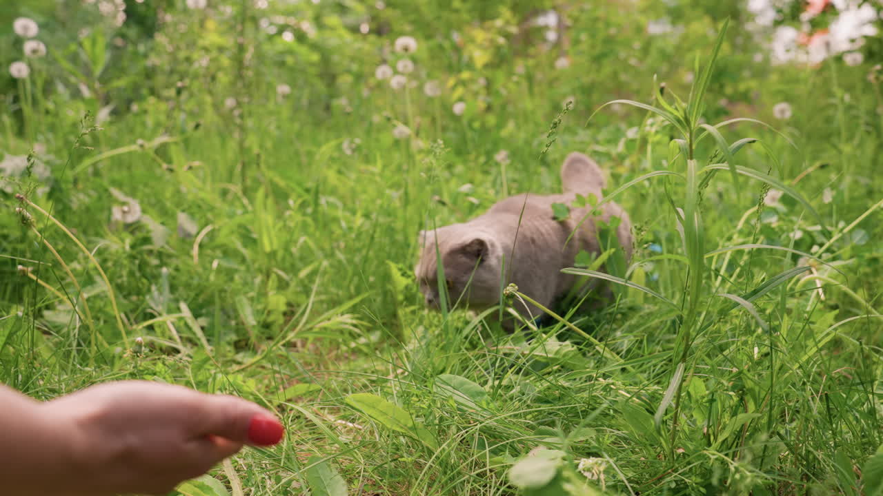 Playful Feline Slowly Approaches Owner, Skeptical Kitty Gently Moves Towards Owner With Treat, Suspicious Feline Cautiously Advances Towards Its Owner While Clutching Delicious Treat Tightly