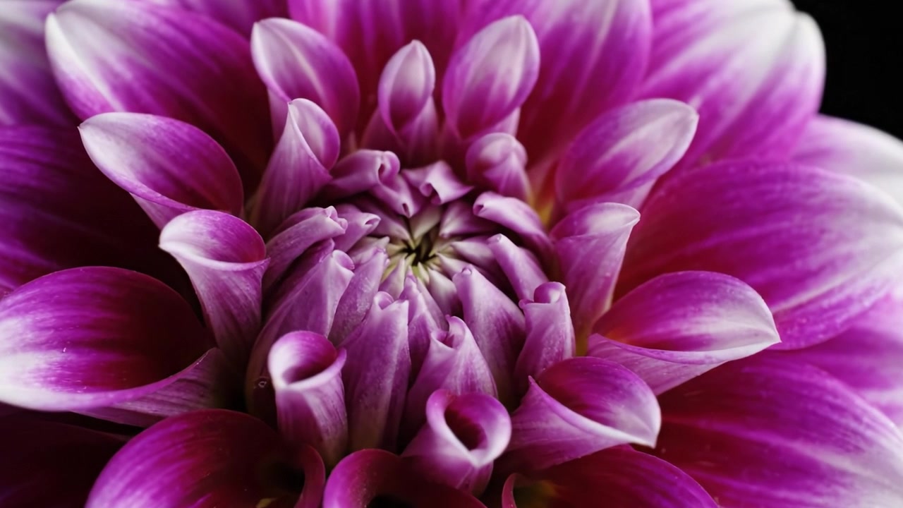 Un primo piano mozzafiato di un vibrante fiore di dalia viola che mostra i suoi petali intricati e il design unico, catturando la bellezza della natura in glorioso dettaglio