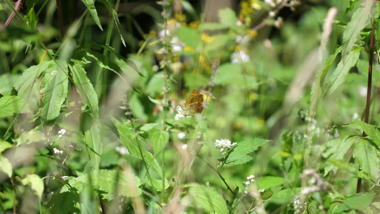 베르돈 숲에 있는 아르기니스 나비 (arginis butterfly in verdun forest, lorraine, france)