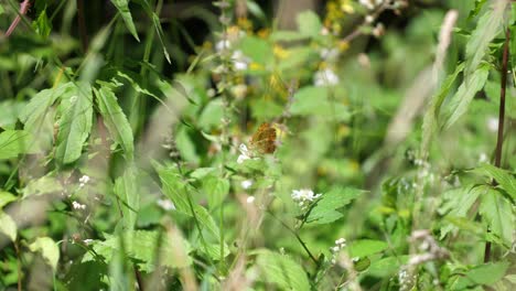 Mariposa-Argynnis-En-El-Bosque-De-Verdún.-Lorena,-Francia.