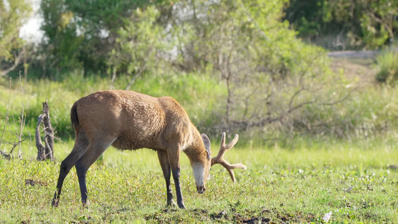 especies de ciervos más grandes de américa del sur, ciervos salvajes de marismas, blastocerus dichotomus pastando en hierba verde en la orilla del río, parque nacional pantanal matogrossense, brasil