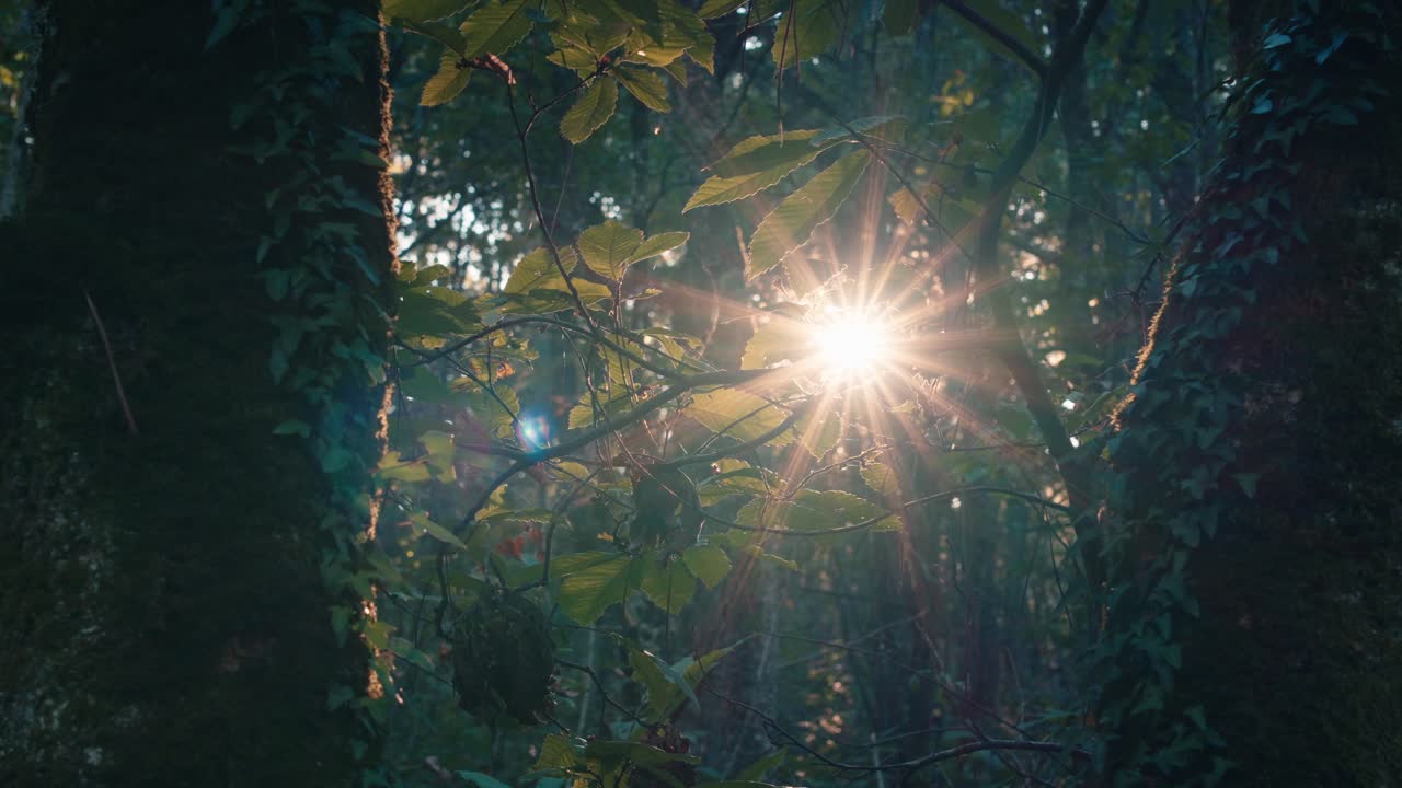 Sunlight glimmering through dense, dark green forest foliage and ivy-covered trunks. Moody atmosphere with light rays penetrating the deep woods in slow motion