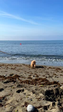 dog on the beach