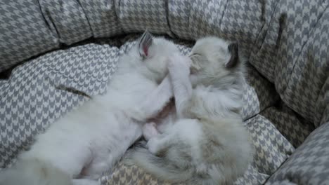 kitten siblings licking each other