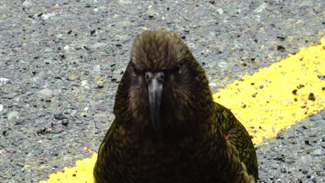 Majestic-Kea-parrot-standing-on-asphalt-road-and-greeting-tourist,-handheld-view