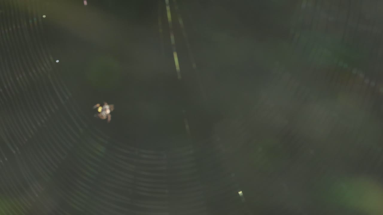 거미가 그망을 짓는 것, 프레임 한 프레임