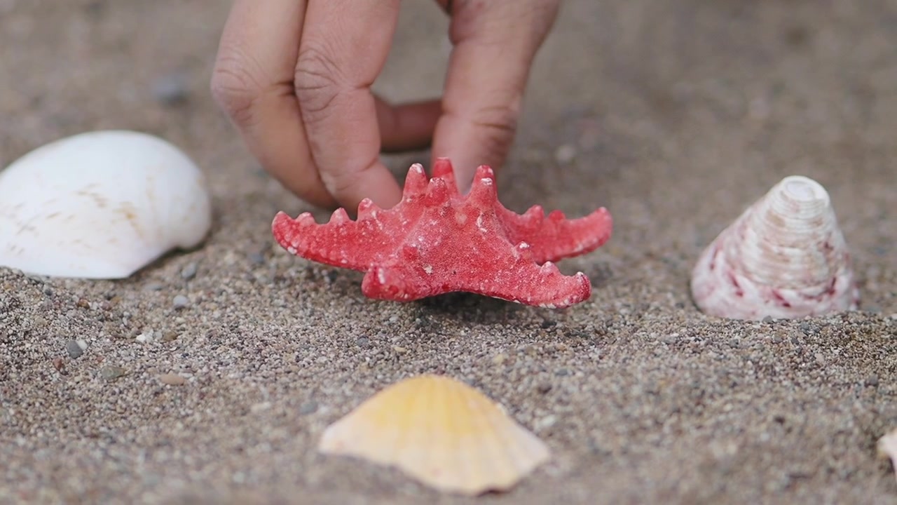 Hand Picks Up Red Starfish from Sandy Beach with Seashells