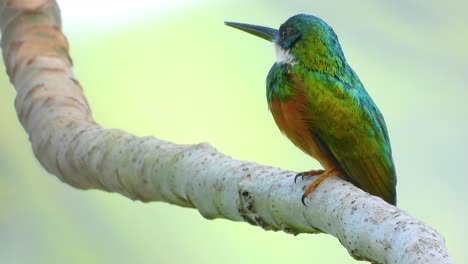 rufous-tailed jacamar sitting on tree branch in santa marta, colombia