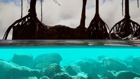 above and below the sea surface near mangrove trees