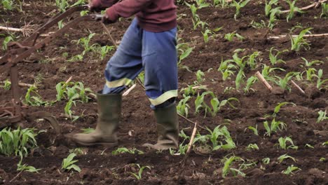 Working-cattle-pull-hand-plough-through-mielie-field,-close-up-farming