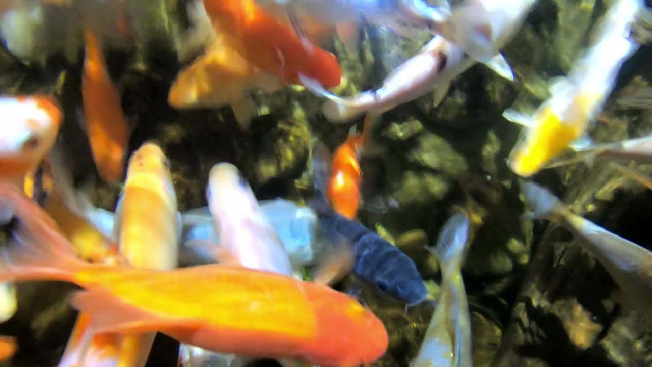 coloridos peces tropicales en el acuario
