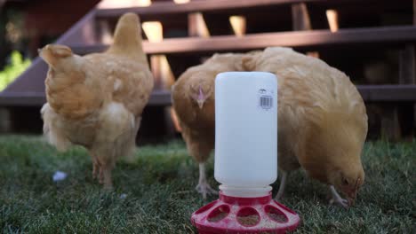 here we have some beautiful red hen chickens just eating and wandering around the backyard garden