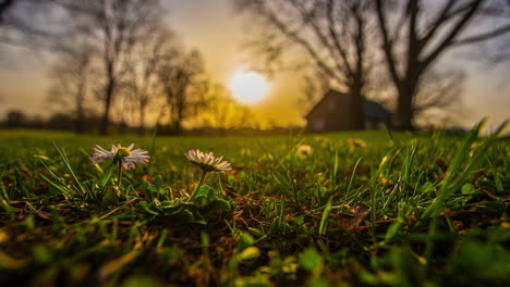 the cycle of wildflower daises closing petals and night and blooming at sunrise in a close up time lapse with the sun in the background