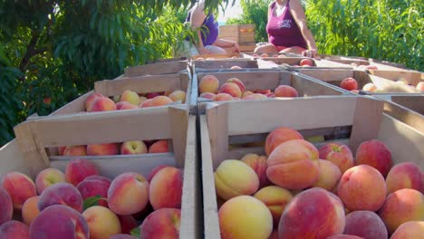 trailer loaded with peaches and women moving crates of peaches