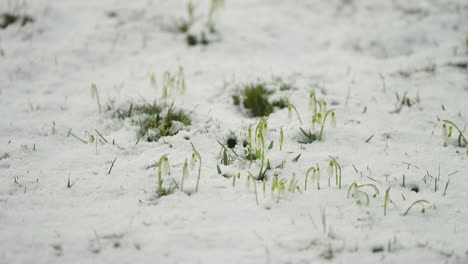 delicate snowdrops flowering from the fresh light snow