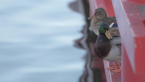 Wild-Mallard-Ducks-preening-feather-standing-on-the-edge-of-red-rail