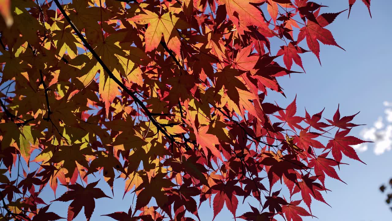 Close-up video of autumn leaves with sunlight filtering through. Shot from a low angle