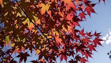 close-up video of autumn leaves with sunlight filtering through. shot from a low angle