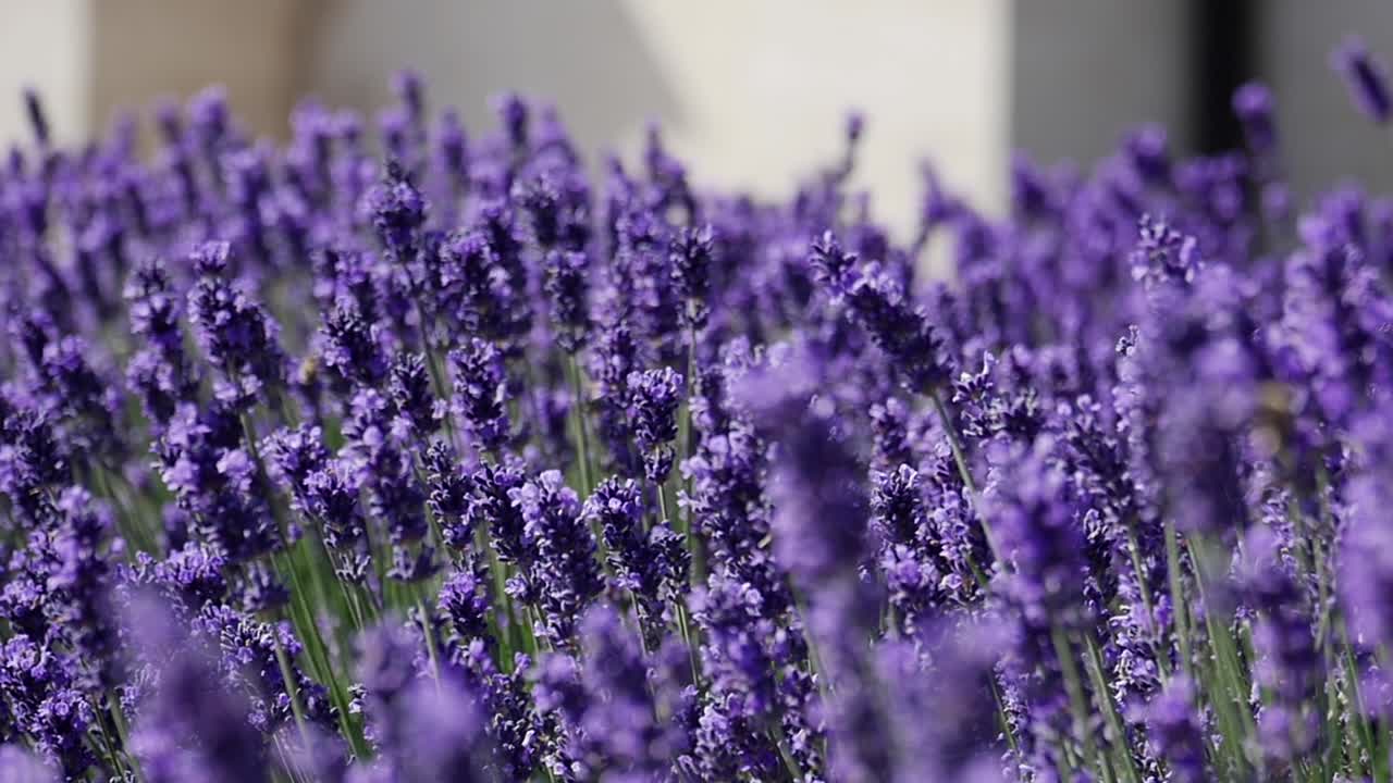 Amazing blooming lavender swaying in the wind. Slow motion, close up