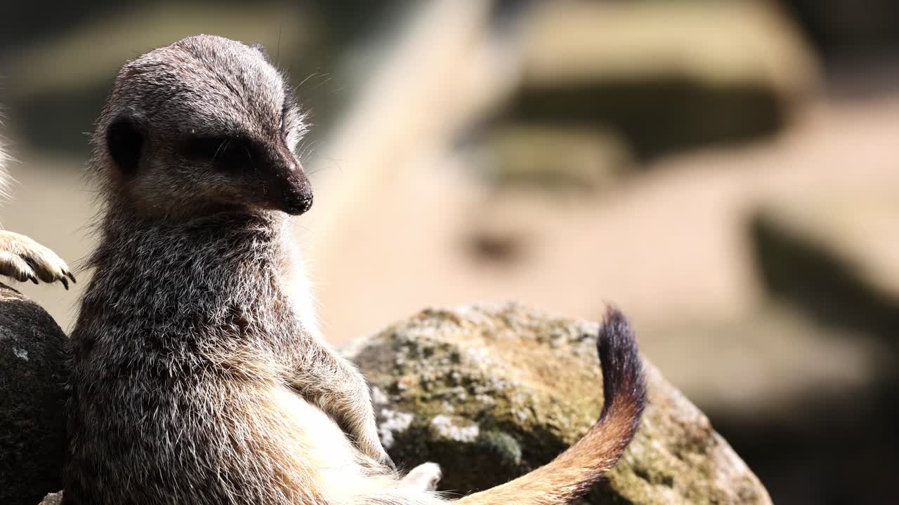 Meerkat Sitting and Looking