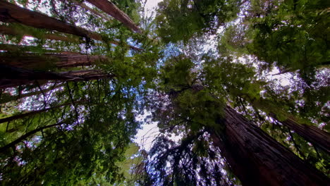 low angle shot of muir woods national monument giant redwood sequoia forest trees tower skyward in marin county, california, usa at daytime