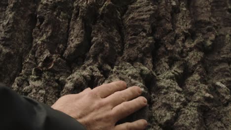 mano masculina tocando el tallo de un roble