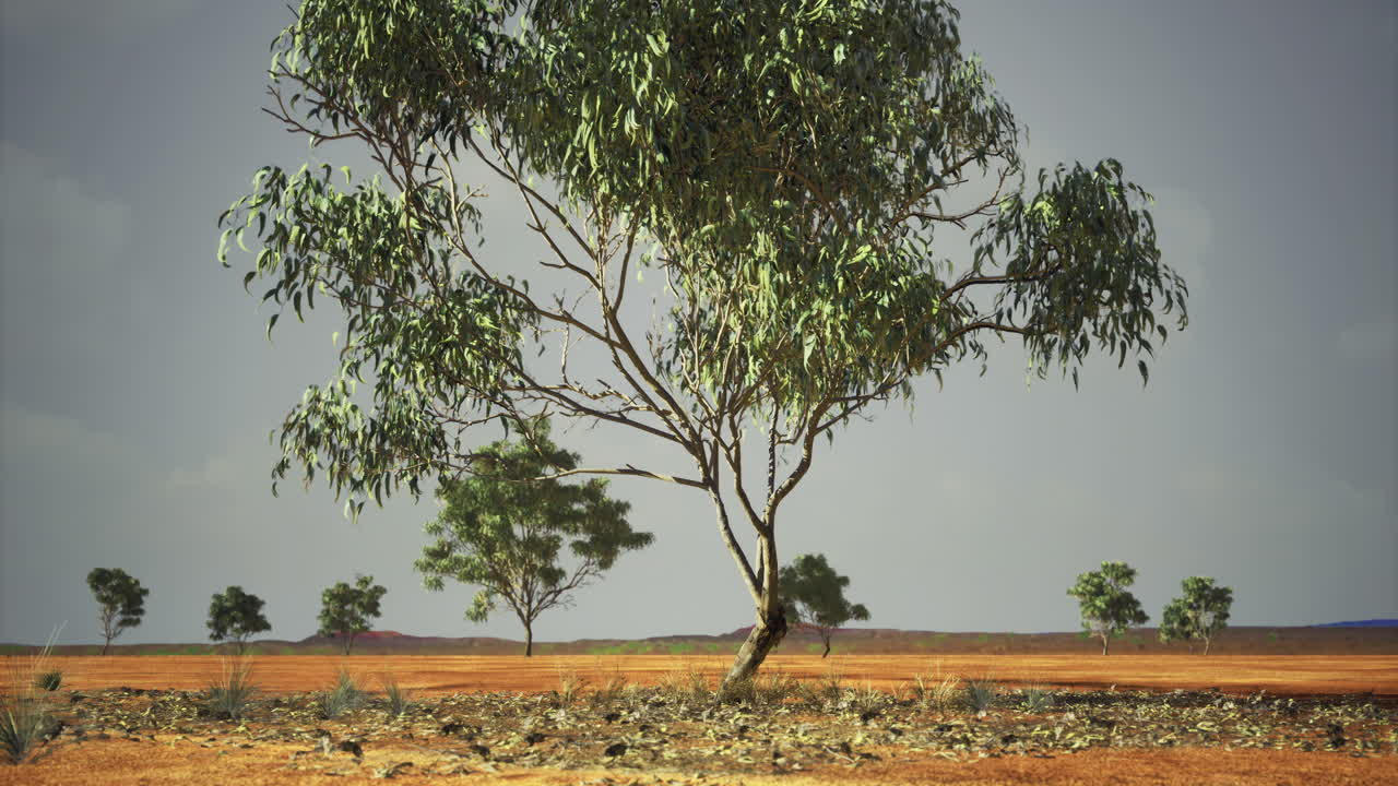 Majestic tree stands alone in arid landscape under a clear sky during midday